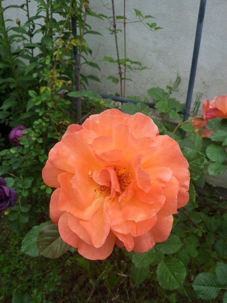  - Westerland 2