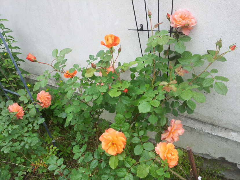  - Westerland 2
