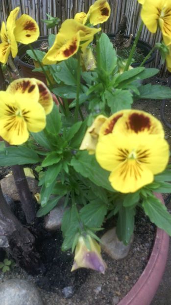  - Flori de gradina 2017