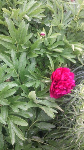  - Flori de gradina 2017