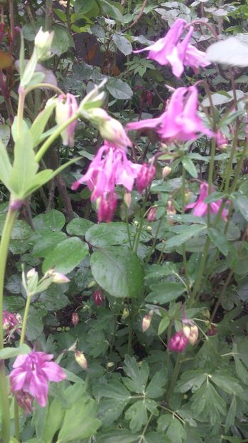  - Flori de gradina 2017