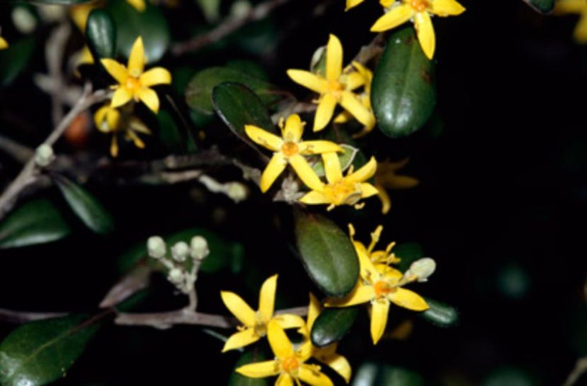 Corokia cotoneaster, flori - Whish list pentru viata urmatoare1