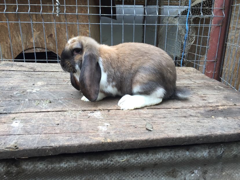 Femela thuring mantulat 3 luni - Tineret berbec german productie proprie oprit pentru matca