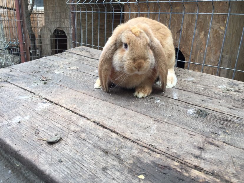 Femela galbena 3 luni - Tineret berbec german productie proprie oprit pentru matca
