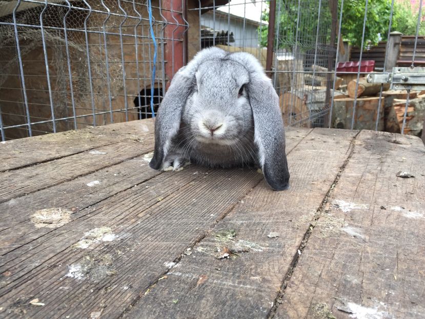  - Tineret berbec german productie proprie oprit pentru matca