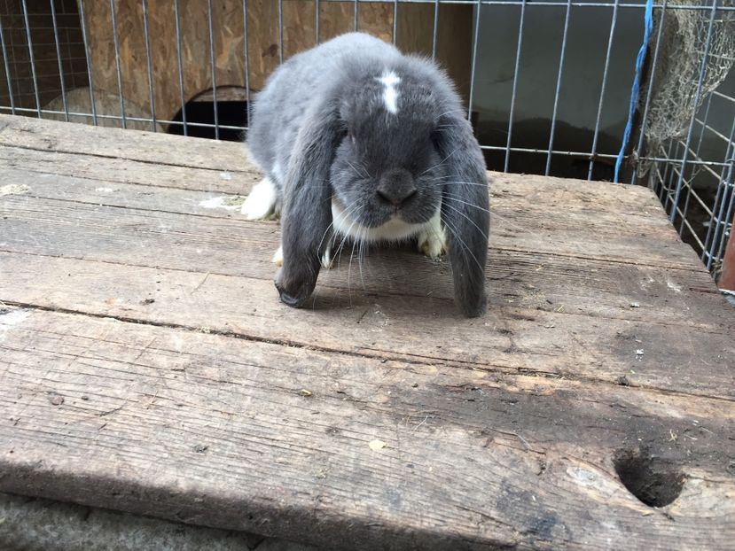 Femela albastru mantulat - Tineret berbec german productie proprie oprit pentru matca