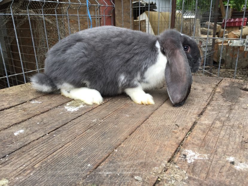  - Tineret berbec german productie proprie oprit pentru matca