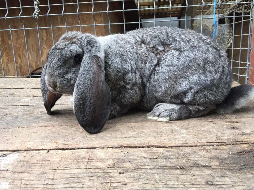  - Tineret berbec german productie proprie oprit pentru matca