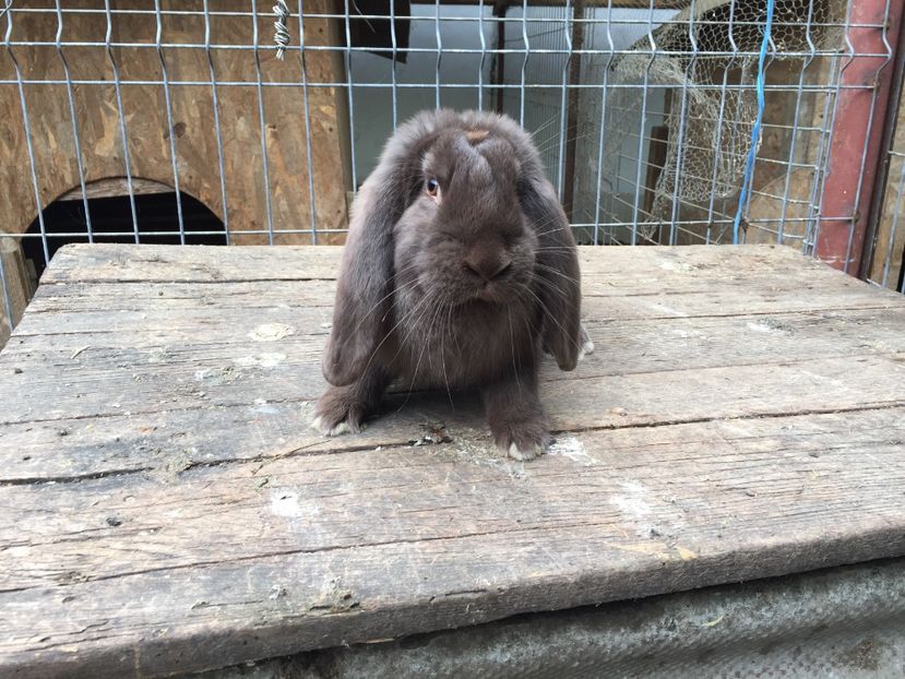 Femela havana - Tineret berbec german productie proprie oprit pentru matca