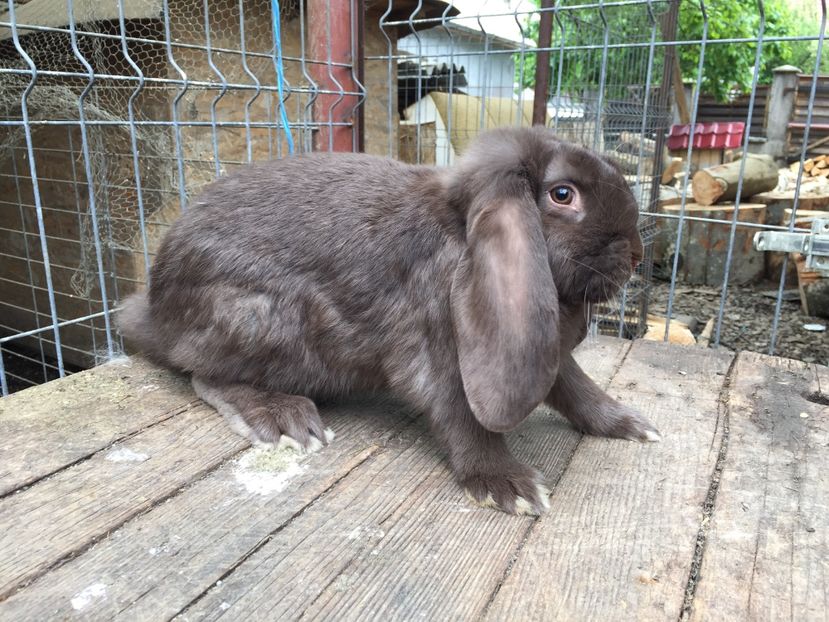  - Tineret berbec german productie proprie oprit pentru matca