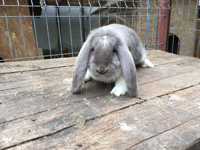  - Tineret berbec german productie proprie oprit pentru matca