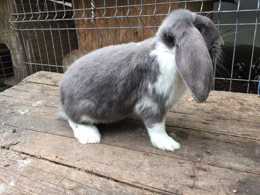  - Tineret berbec german productie proprie oprit pentru matca