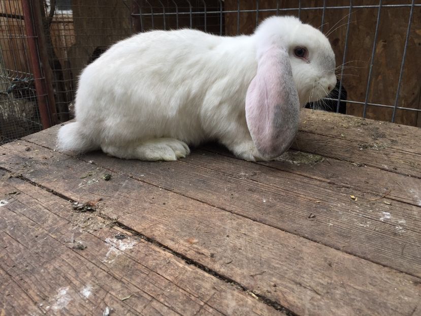  - Tineret berbec german productie proprie oprit pentru matca