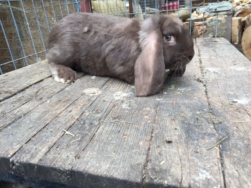  - Tineret berbec german productie proprie oprit pentru matca