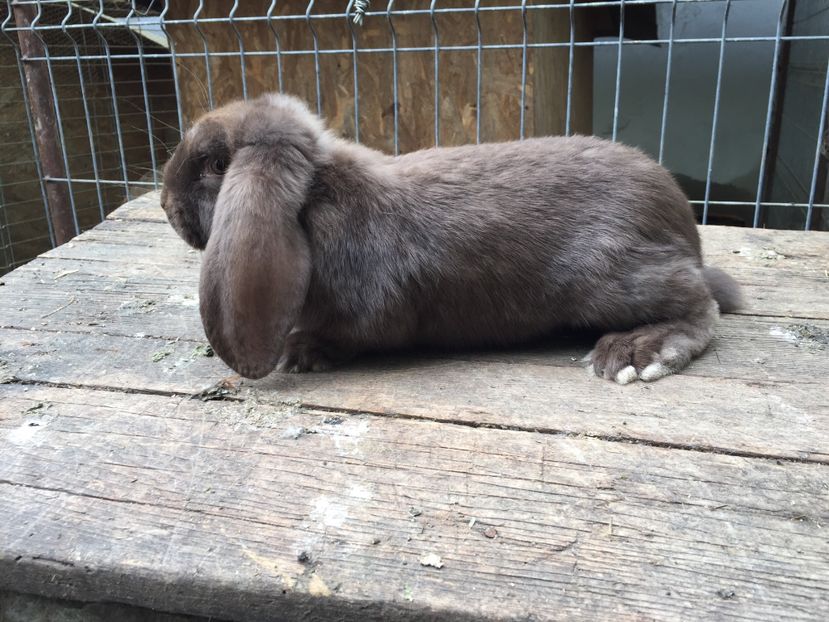  - Tineret berbec german productie proprie oprit pentru matca