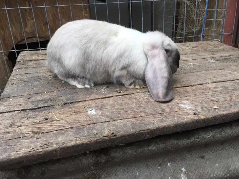 Femela sallander - Tineret berbec german productie proprie oprit pentru matca