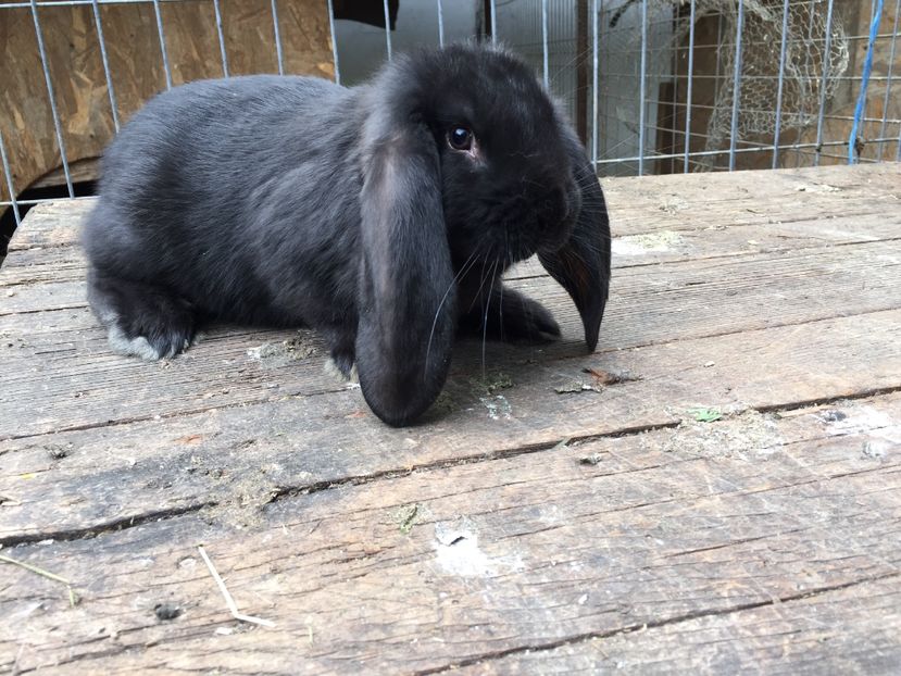  - Tineret berbec german productie proprie oprit pentru matca