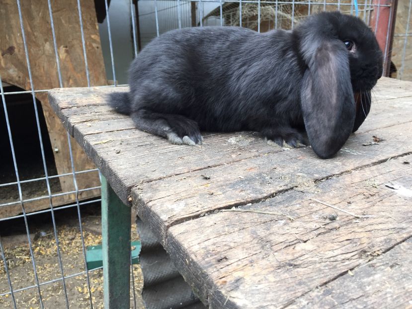  - Tineret berbec german productie proprie oprit pentru matca