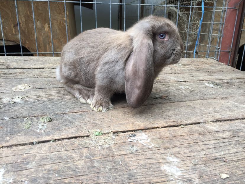 Mascul chinchila fier pe havana 6 saptamani - Tineret berbec german productie proprie oprit pentru matca