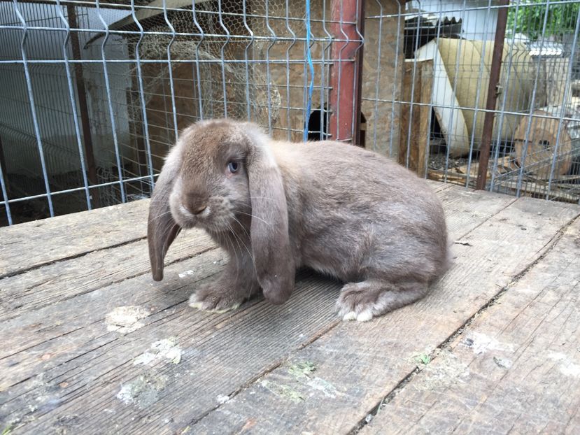  - Tineret berbec german productie proprie oprit pentru matca