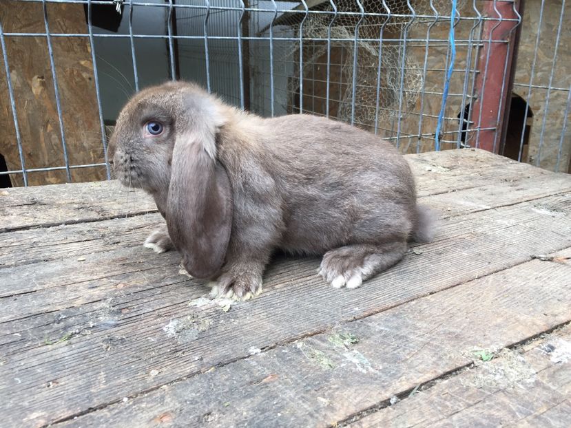  - Tineret berbec german productie proprie oprit pentru matca