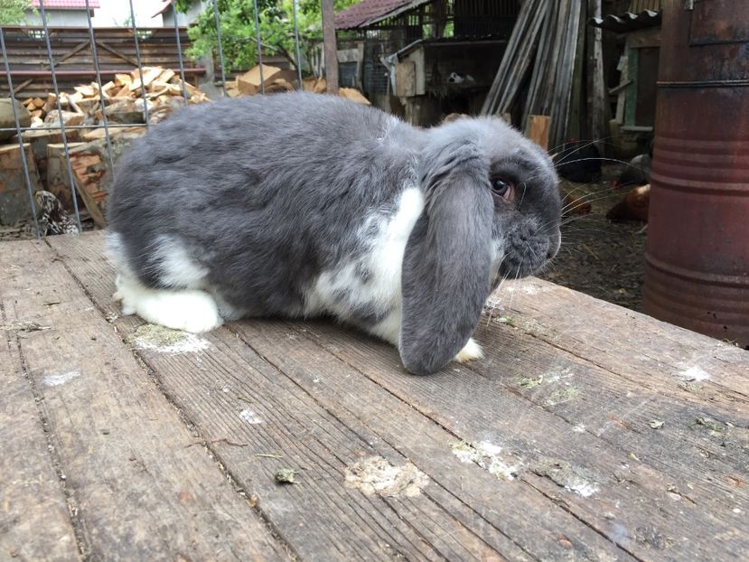 Mascul albastru mantulat - Tineret berbec german productie proprie oprit pentru matca