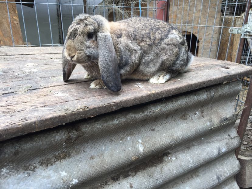 Femela aguti - Tineret berbec german productie proprie oprit pentru matca