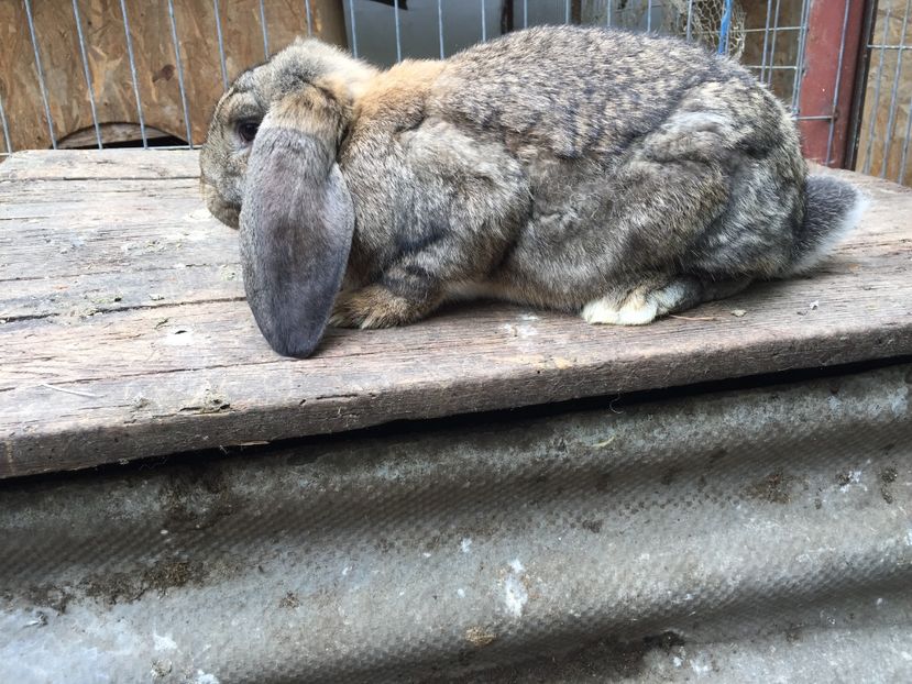  - Tineret berbec german productie proprie oprit pentru matca