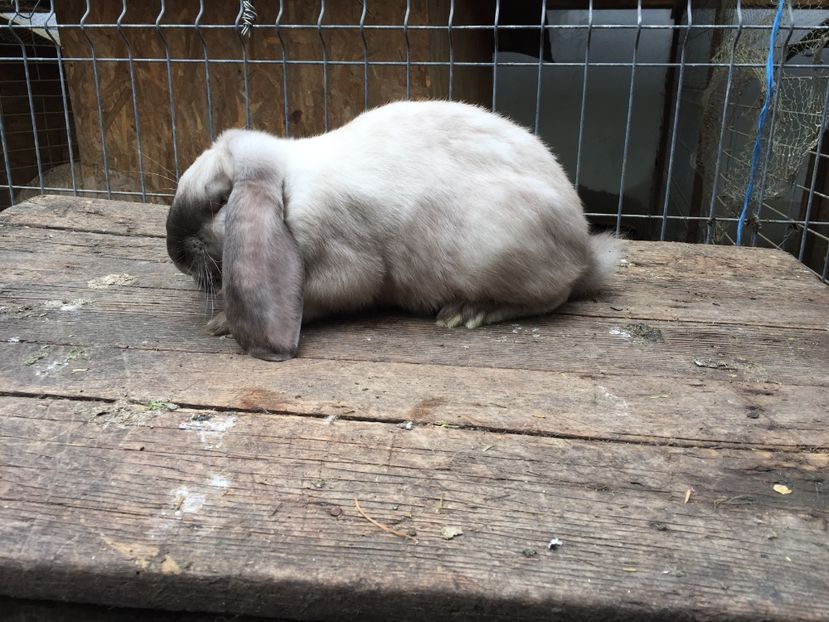 Mascul sallander - Tineret berbec german productie proprie oprit pentru matca