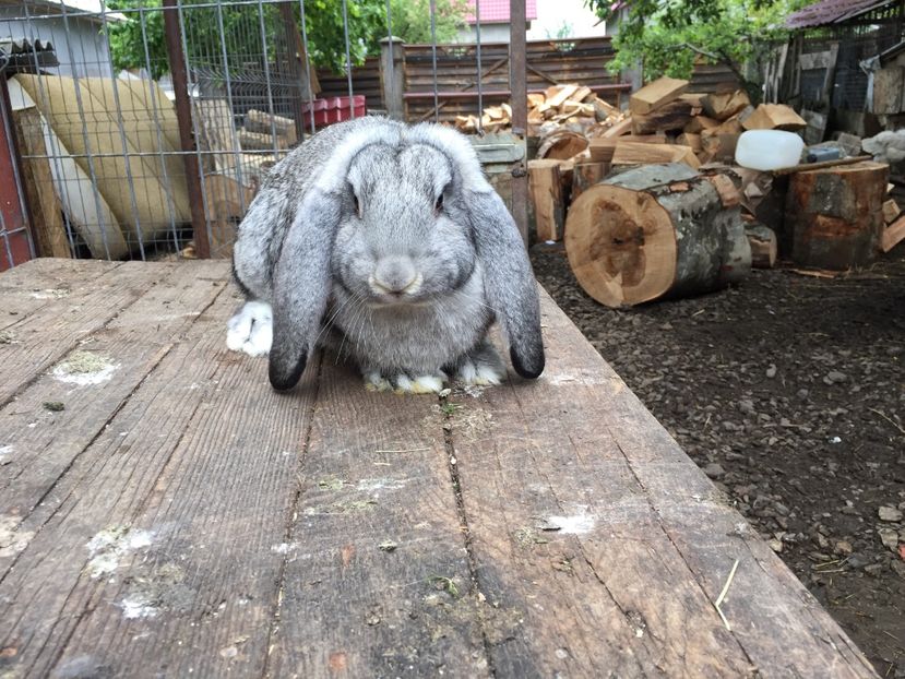  - Tineret berbec german productie proprie oprit pentru matca