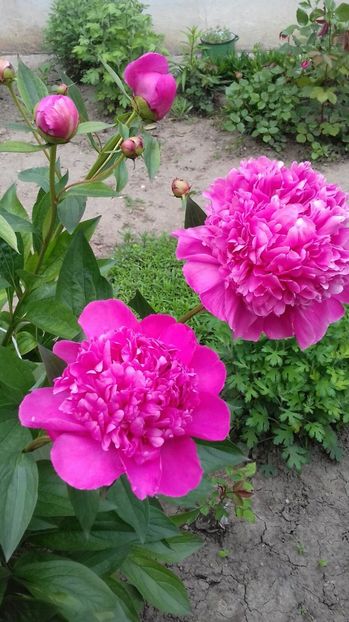 Bujor - PRIMAVARA 2017