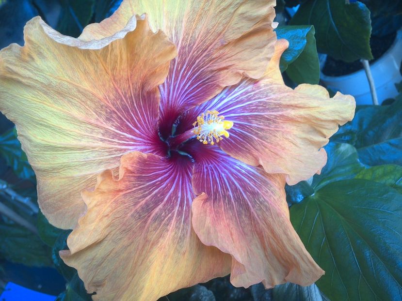 WIN_20170513_135953 - Tahitian Dark Congo