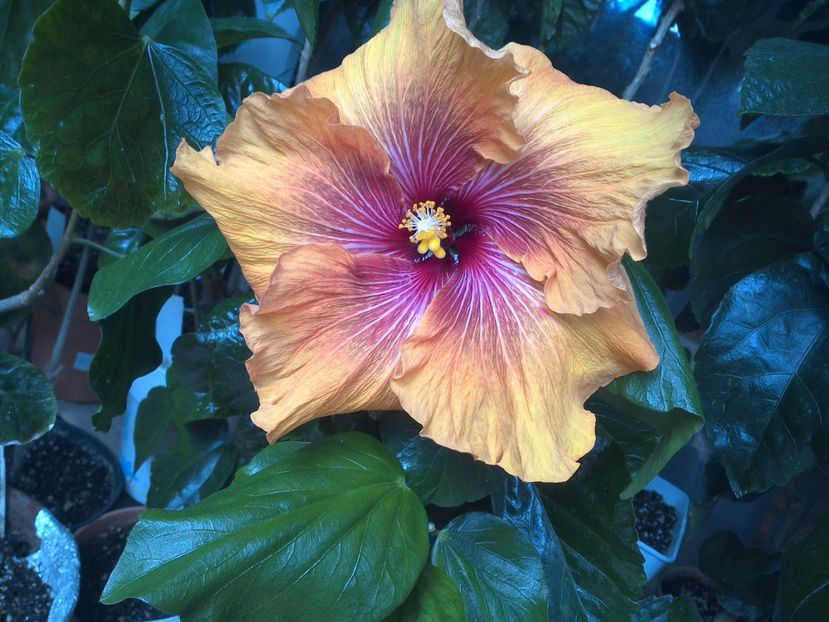 WIN_20170513_141333 - Tahitian Dark Congo