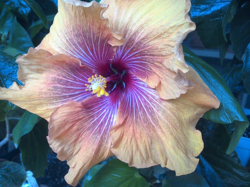 WIN_20170513_141343 - Tahitian Dark Congo