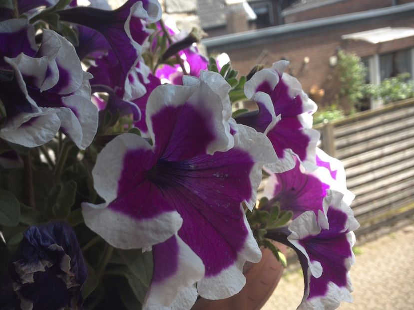 WIN_20170513_140216 - diverse_floricele