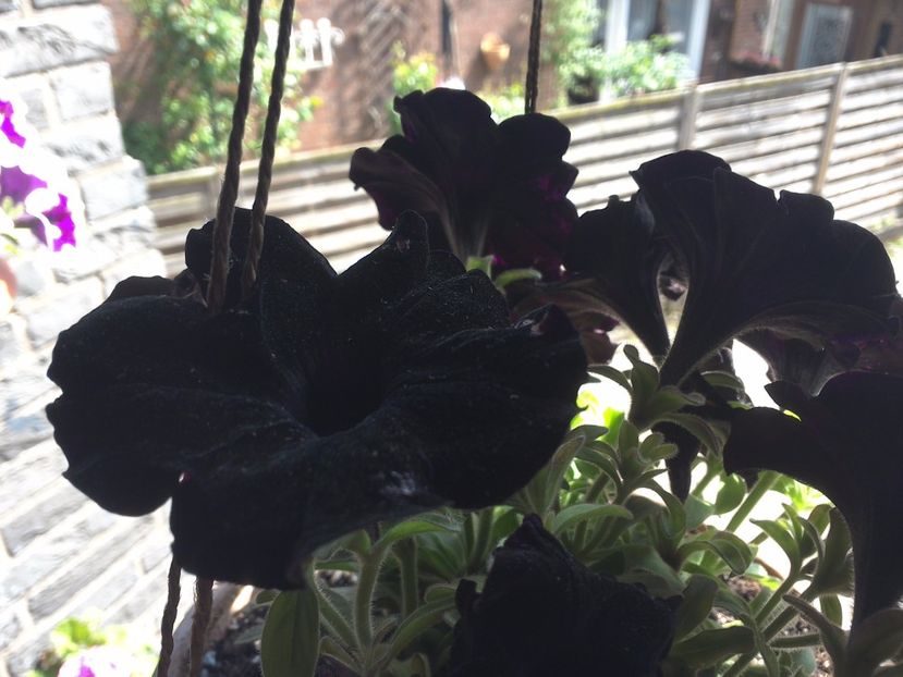 WIN_20170513_140242 - diverse_floricele