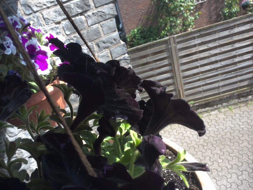 WIN_20170513_140254 - diverse_floricele