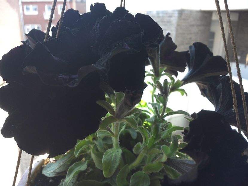 WIN_20170513_140553 - diverse_floricele