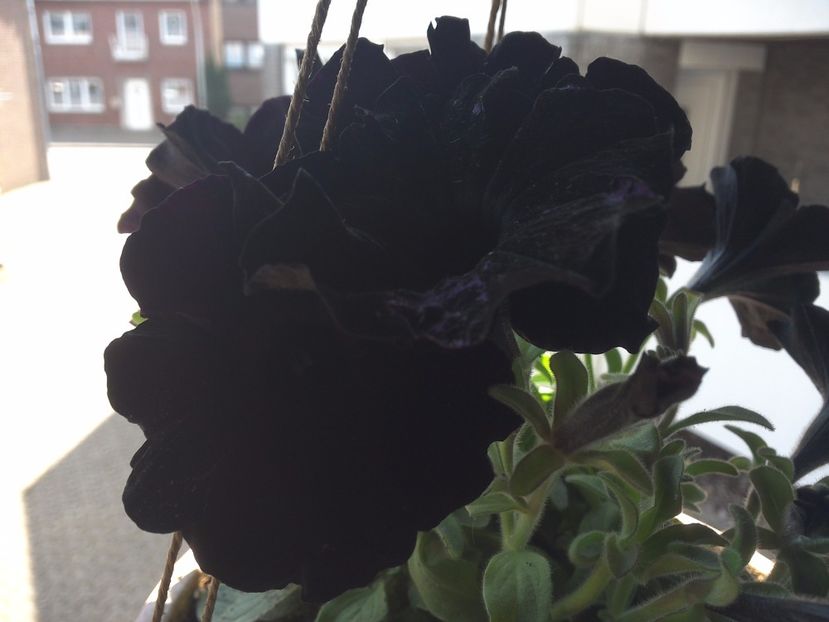 WIN_20170513_140601 - diverse_floricele