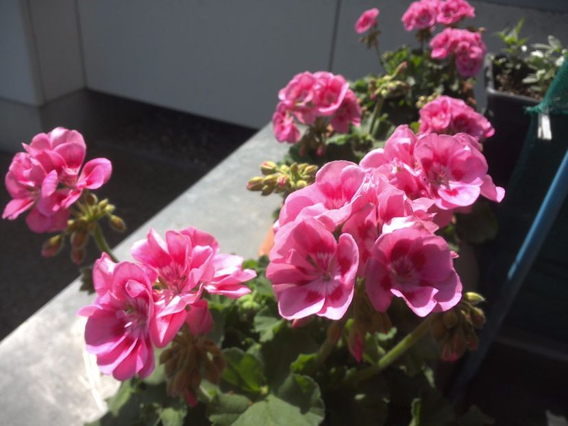 WIN_20170513_141743 - muscate