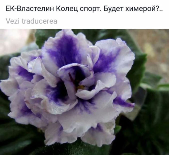 IMG-20170513-WA0081 - COLECTIE VIRTUALA violete