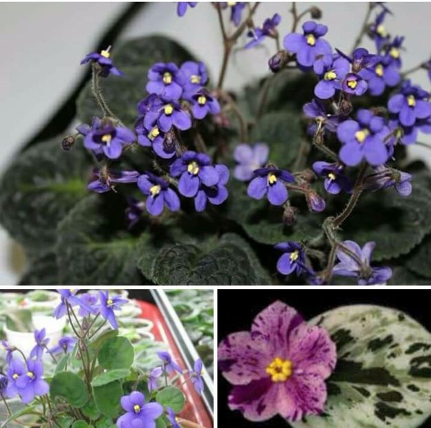 IMG-20170513-WA0078 - COLECTIE VIRTUALA violete