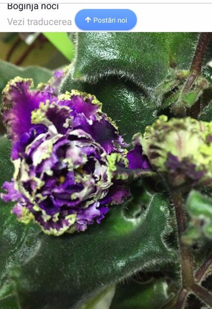 IMG-20170513-WA0077 - COLECTIE VIRTUALA violete