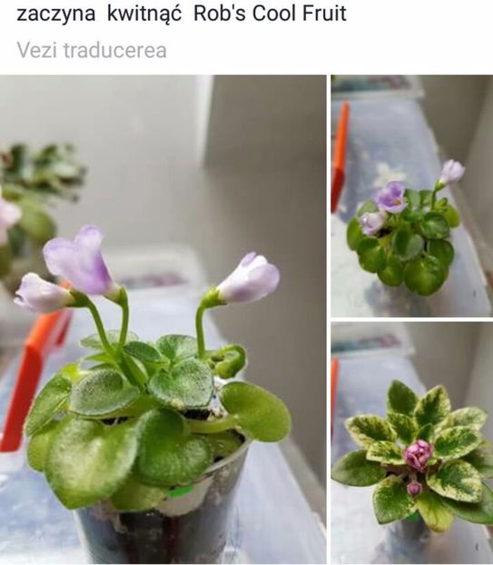 IMG-20170513-WA0074 - COLECTIE VIRTUALA violete