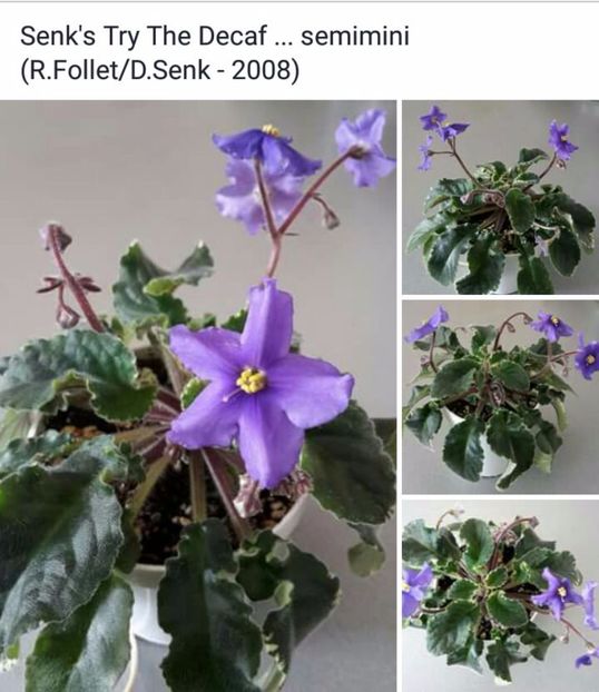 IMG-20170513-WA0073 - COLECTIE VIRTUALA violete