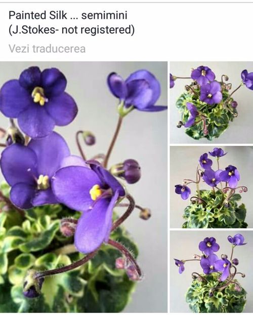 IMG-20170513-WA0069 - COLECTIE VIRTUALA violete