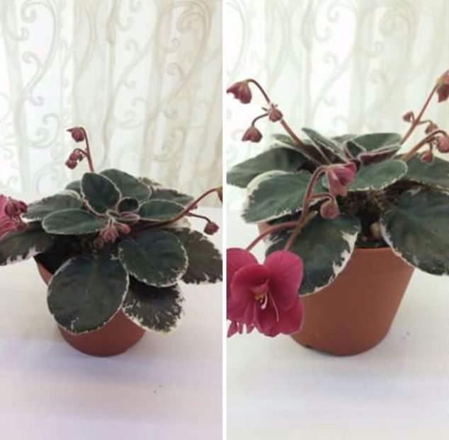 IMG-20170513-WA0067 - COLECTIE VIRTUALA violete