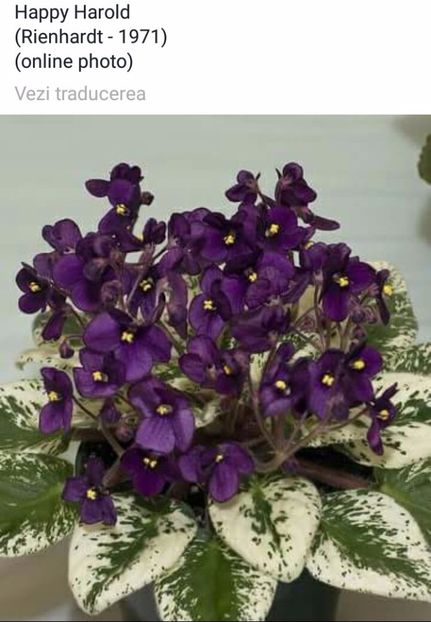 IMG-20170513-WA0065 - COLECTIE VIRTUALA violete