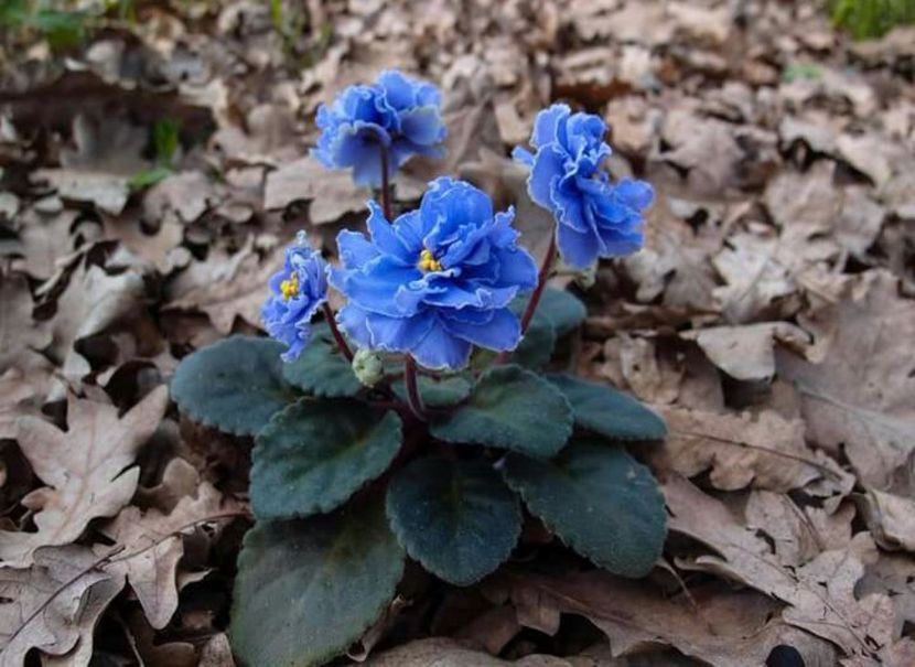 IMG-20170513-WA0064 - COLECTIE VIRTUALA violete