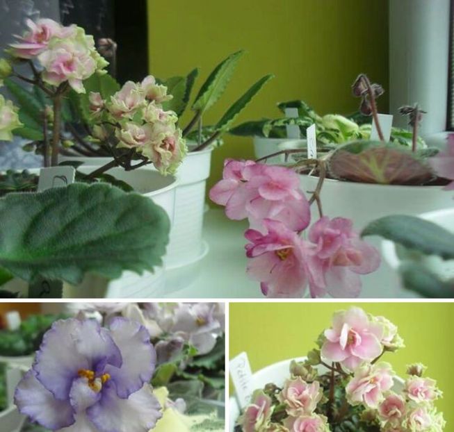 IMG-20170513-WA0063 - COLECTIE VIRTUALA violete